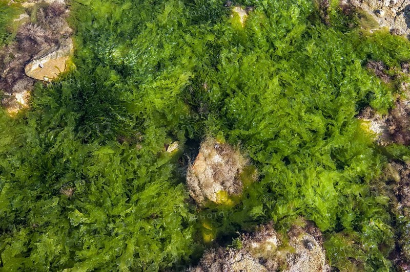 Sea lettuce (Ulva lactuca) and gutweed, grass kelp (Enteromorpha intestinalis) (Ulva intestinalis) green algae in rock pool along coast