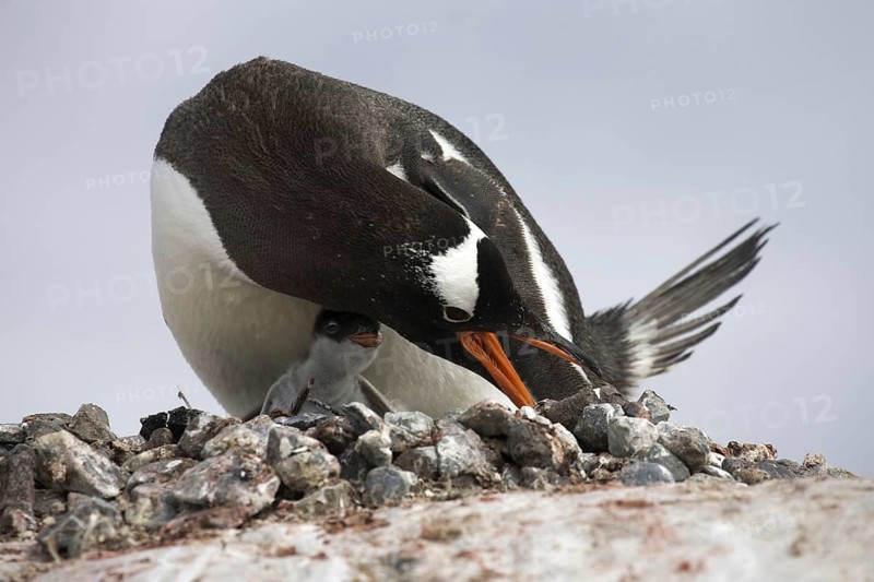 Gentoo Penguin (Pygoscelis papua) with chick rearranging stones around nest in rookery at Petermann Island, Antarctica
