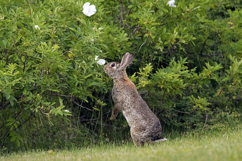 European rabbit (Oryctolagus cuniculus), common rabbit standing upright and eating leaves from bush along field