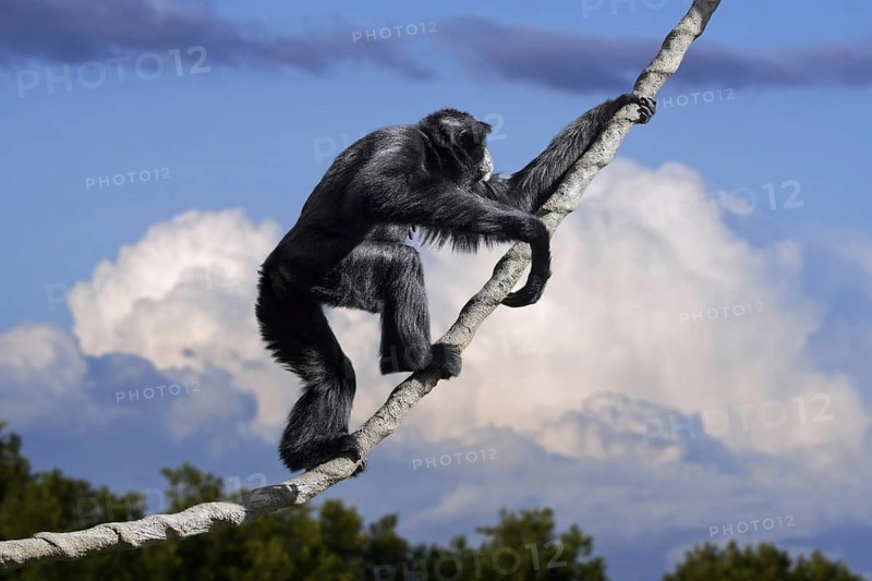 Siamang (Symphalangus syndactylus) climbing liana, arboreal black-furred gibbon native to the forests of Indonesia, Malaysia and Thailand