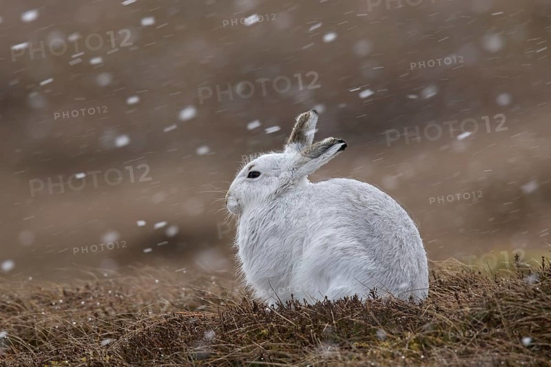 Mountain hare (Lepus timidus), Alpine hare, snow hare in white winter pelage resting in moorland, heathland during snowfall in spring