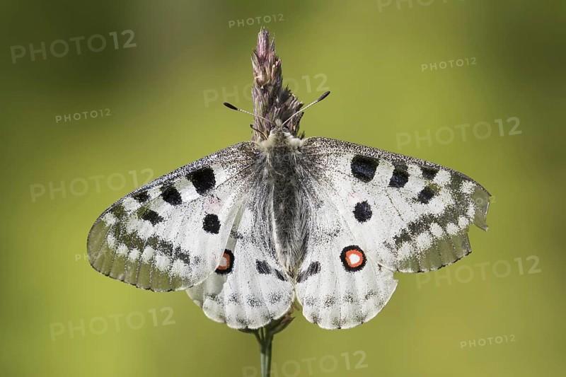 Mountain Apollo (Parnassius apollo) butterfly perched on grass stem, native to alpine meadows and pastures of continental European mountains