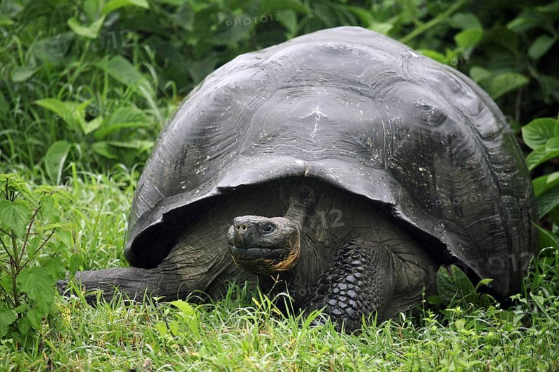 Galapagos giant tortoise (Chelonoidis nigra) (Geochelone elephantopus) in the Darwin Station, Santa Cruz island, Galápagos Islands, Ecuador, Latin America, South America