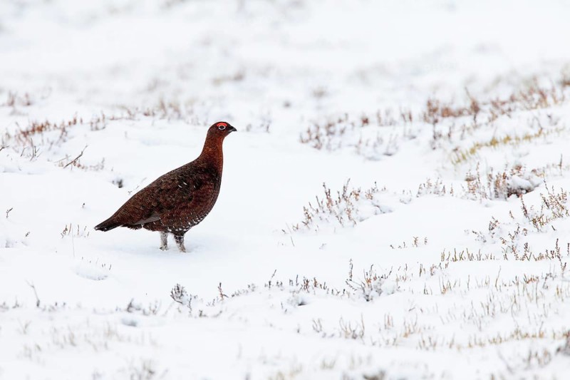 Red grouse (Lagopus lagopus scoticus), Scottish Willow Grouse, Red Grouse, Cairngorms NP, Scotland, Great Britain