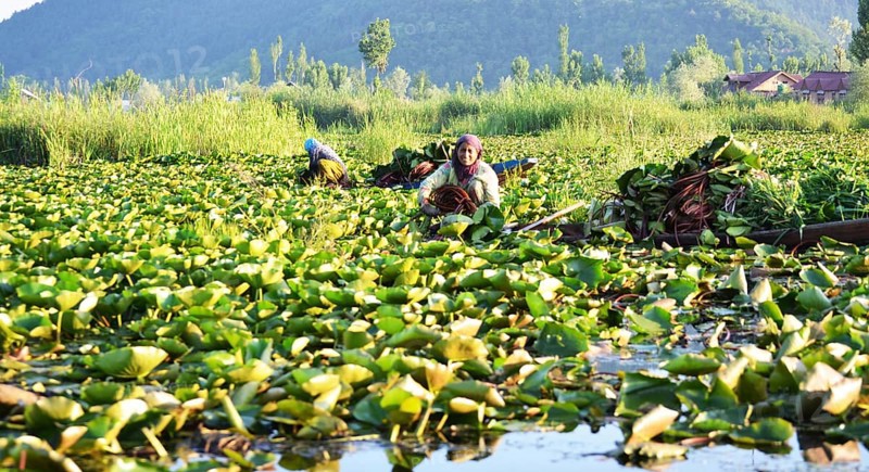 Tourism from Europe in the Indian part of the Himalayas, in the parts of Ladakh and Kashmir, pictured here in June 2019- is quite rare but still very interesting. There are travel warnings. Kashmir. Dal Lake. Shakira, IND, India, Asia