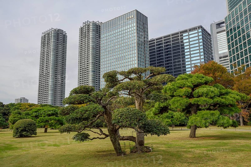 Hamarikyu Park, Imperial Garden of Hama Residence, in front of Skyline, Chuo District, Tokyo, Honshu Island, Japan, Asia