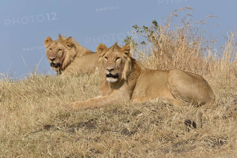 Two young lions (Panthera leo), Massai Mara, Serengeti, Rift Valley province, Kenya, Africa
