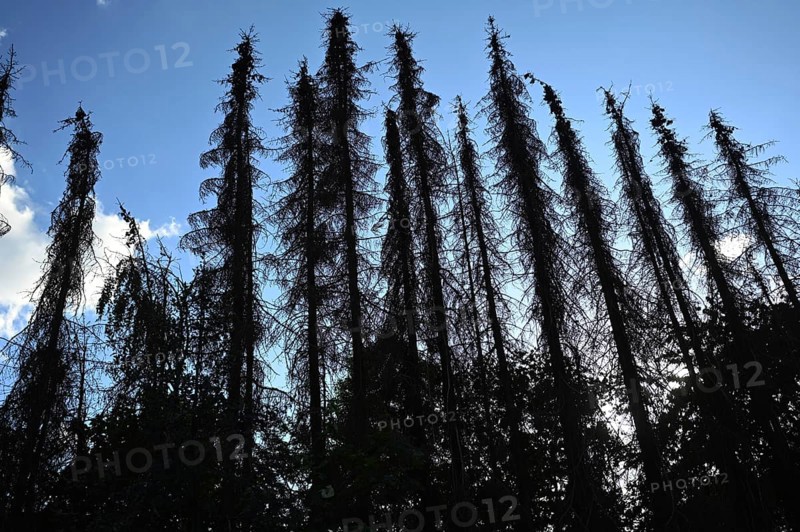 Forest damage in the Sauerland region has caused about 40 % of the spruce population, especially in monocultures. The picture shows forest damage in May 2020.dried out spruces in the garden, Germany, Europe
