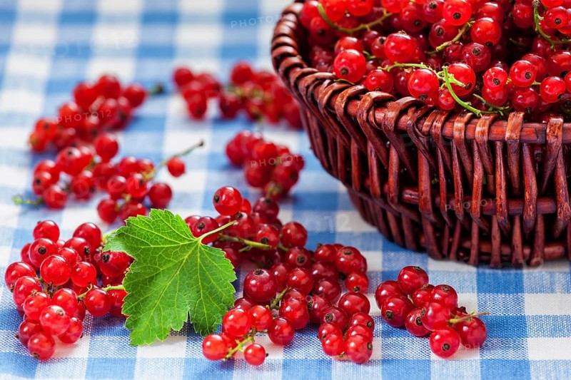 Redcurrant red currant berries in wicker bowl on kitchen table