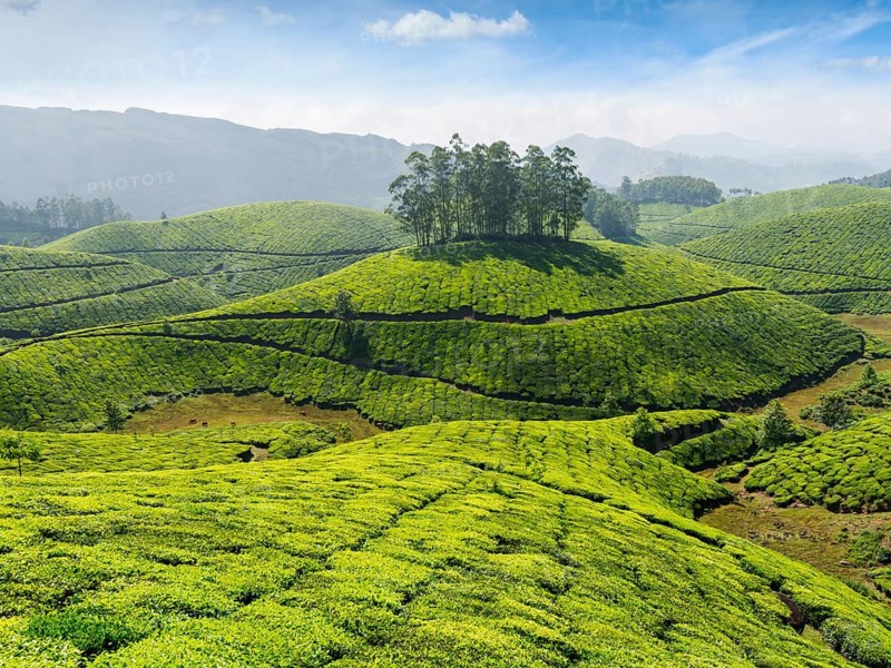 Indian tea concept background, tea plantations. Munnar, Kerala, India, Asia