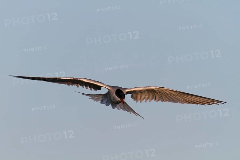 Common Tern (Sterna hirundo), flight study, animal in flight, Lower Saxon Wadden Sea National Park, East Frisian Islands, Lower Saxony, Germany, Europe
