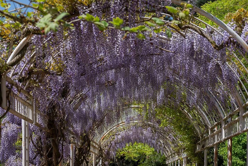 Flowering chinese wisteria (Wisteria sinensis) in an arbour in the city garden of Emmendingen, Baden-Württemberg, Germany, Europe