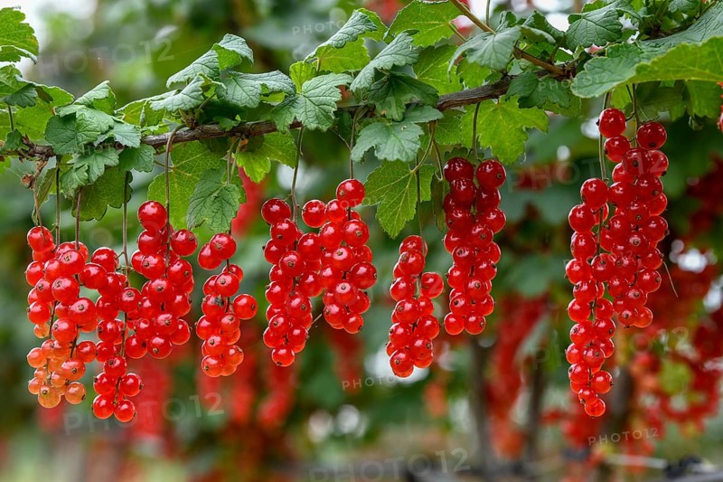 Currants on a bush, near Mösbach, Black Forest, Ortenau district, Baden-Württemberg, Germany, Europe