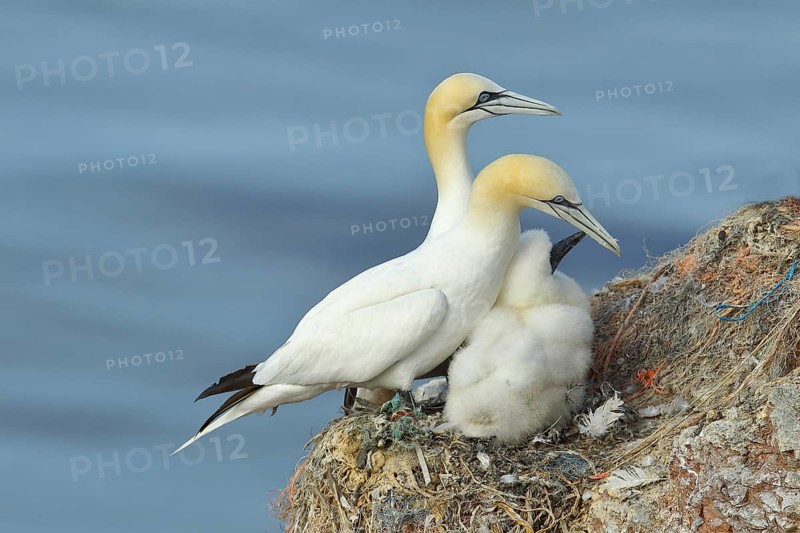 Northern gannet (Morus bassanus), pair with young at nest, Lummenfelsen, Helgoland Island, Germany, Europe