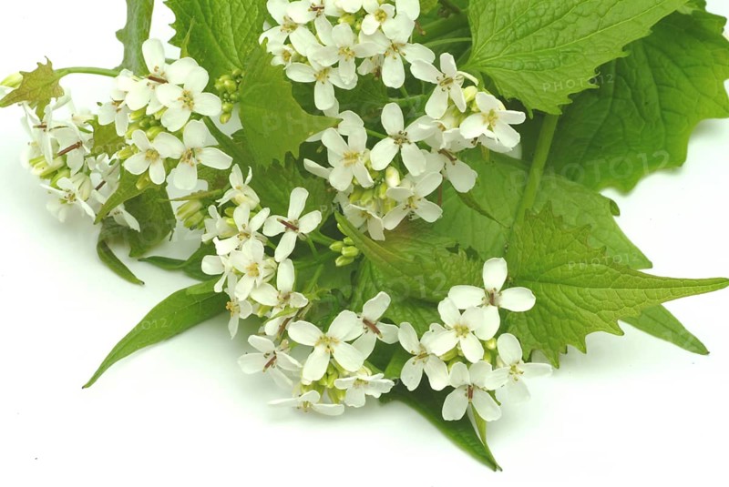 Garlic rue, garlic rue, medicinal plant, seasoning plant, spice, herb, wild plant, medicinal use, Allaria officinalis, Alliaria comune