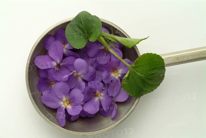 Violet, fragrant violet, medicinal plant, herb, wild plant, medicinal use, Viola odorata, Viola mammola