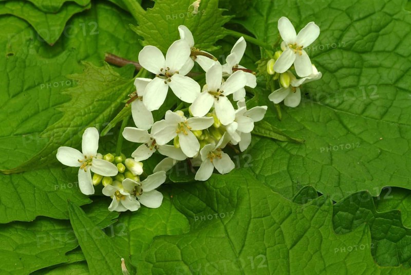 Garlic rue, garlic rue, medicinal plant, seasoning plant, spice, herb, wild plant, medicinal use, Allaria officinalis, Alliaria comune
