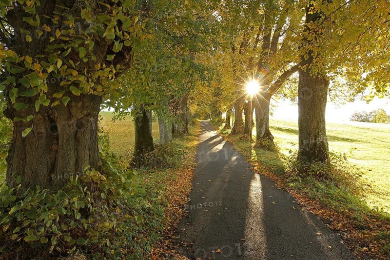 Kurfürstenallee with 200-year-old lime trees (Tilia platyphyllos) near Marktoberdorf, Ostallgäu, Swabia, Bavaria, Germany, Europe