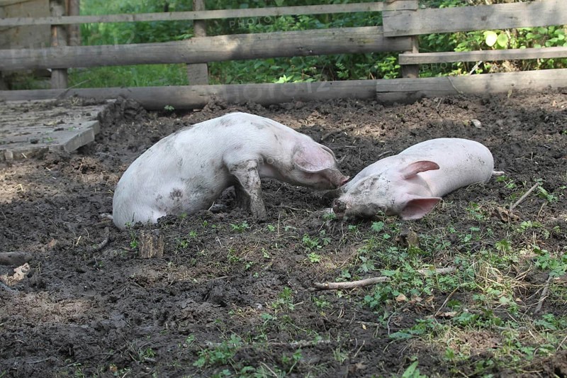 Domestic pigs, free-range, organic, Allgäu, Bavaria, Germany, Europe