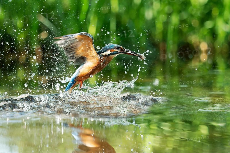 Common kingfisher (Alcedo atthis) fishing kingfisher flies up out of the water after hunting with the fish, North Rhine-Westphalia, Germany, Europe