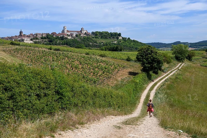 Hikers on the way to Vézelay, Yonne department, Bourgogne-Franche-Comté region, Burgundy, France, Europe