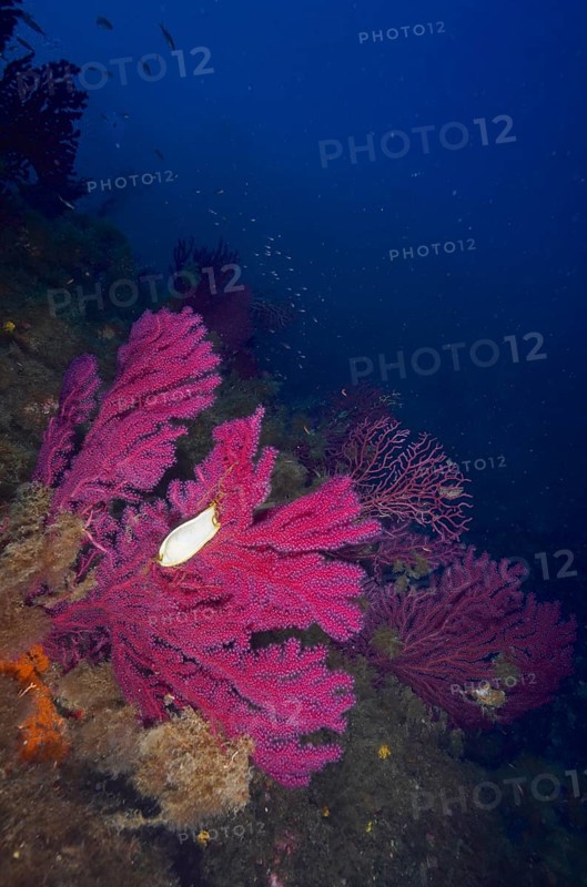 Egg capsule of nursehound (Scyliorhinus stellaris) on violescent sea-whip (Paramuricea clavata) with open polyps in the Mediterranean Sea near Hyères. Dive site Giens Peninsula, Côte dAzur, France, Europe
