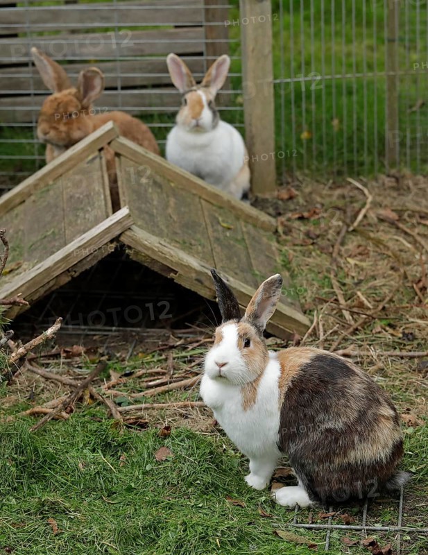 Three rabbits in their enclosure, German Giant, Dutch Rabbit, Kiel, Schleswig-Holstein, Germany, Europe