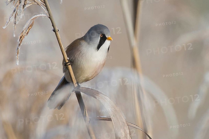 Bearded reedling (Panurus biarmicus) male foraging for seeds on a reed stalk covered with frost in winter, Brandenburg, Germany, Europe