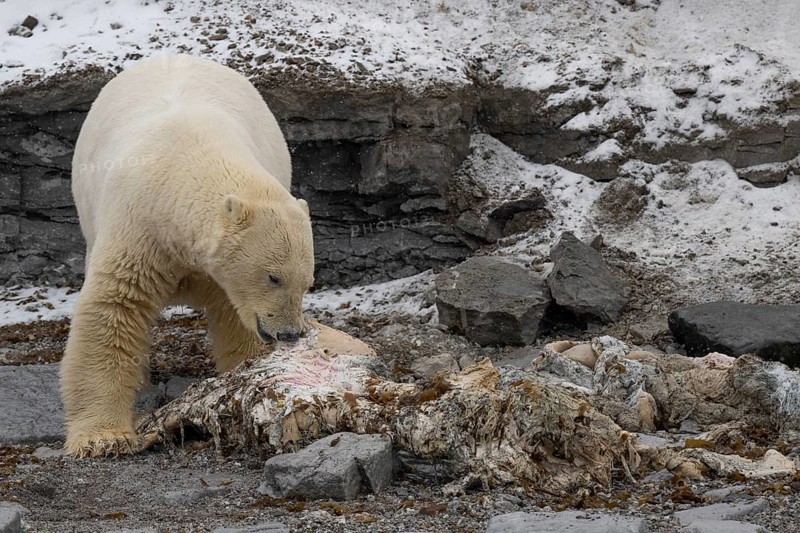 Scavenging polar bear (Ursus maritimus) eating the carcass of a stranded dead minke whale on the coast of Wahlbergøya, Svalbard, Svalbard, Norway, Europe