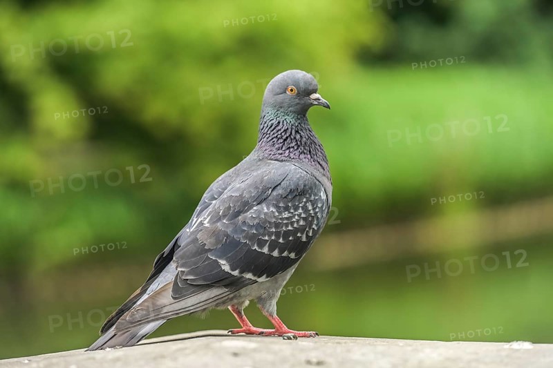 Pigeon, Lazienki Park, Warsaw, Mazovian Voivodeship, Poland, Europe