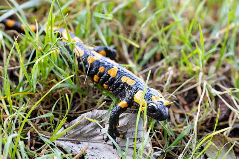 Fire salamander (Salamandra salamandra), Bavaria, Germany, Europe