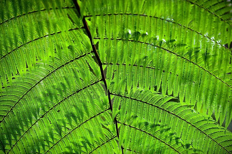 Australian tree fern (Cyathea australis) play of light, sun, see-through, transparent, transparency, nature, green, rainforest, climate, Australia, Oceania