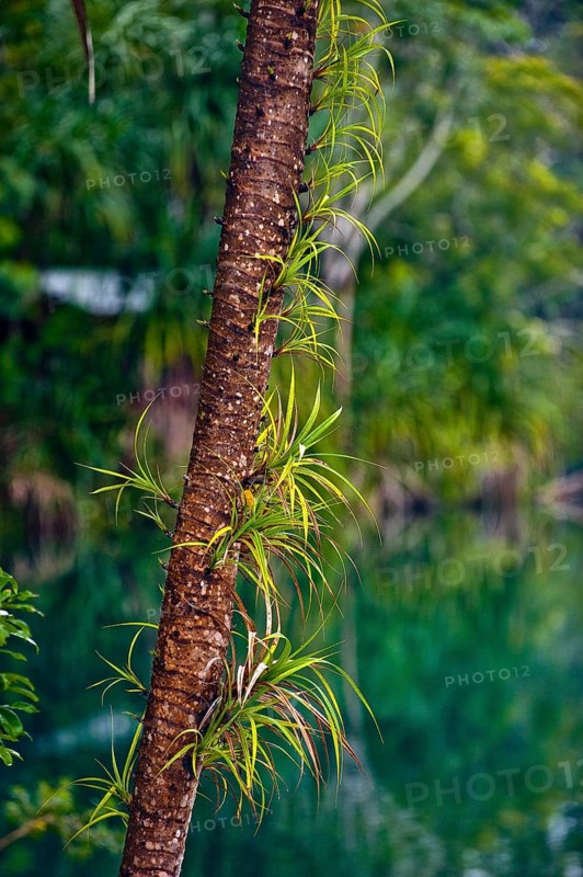 Crater lake Lake Eacham in tropical rainforest with palm tree in the Atherton tablelands, Queensland, Australia, Oceania