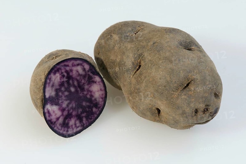 Potatoes (Solanum tuberosus), blue potatoes, truffle potato, nightshade family, Solonaceae, vegetable, landscape, horizontal, cropped, object, indoor, studio, food, foodstuff