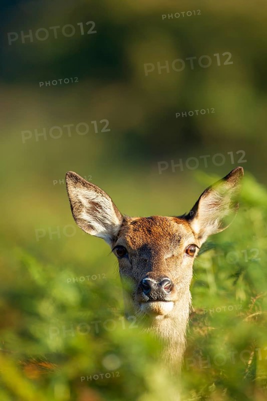 Red deer (Cervus elaphus) adult female hind animal portrait, Surrey, England, United Kingdom, Europe