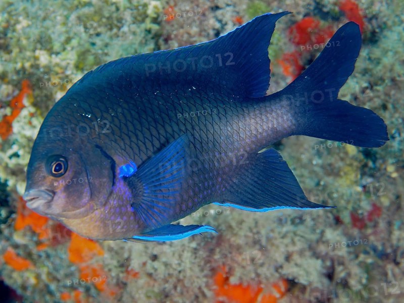 Neon reef fish (Abudefduf luridus), El Cabron marine reserve dive site, Arinaga, Gran Canaria, Spain, Atlantic Ocean, Europe