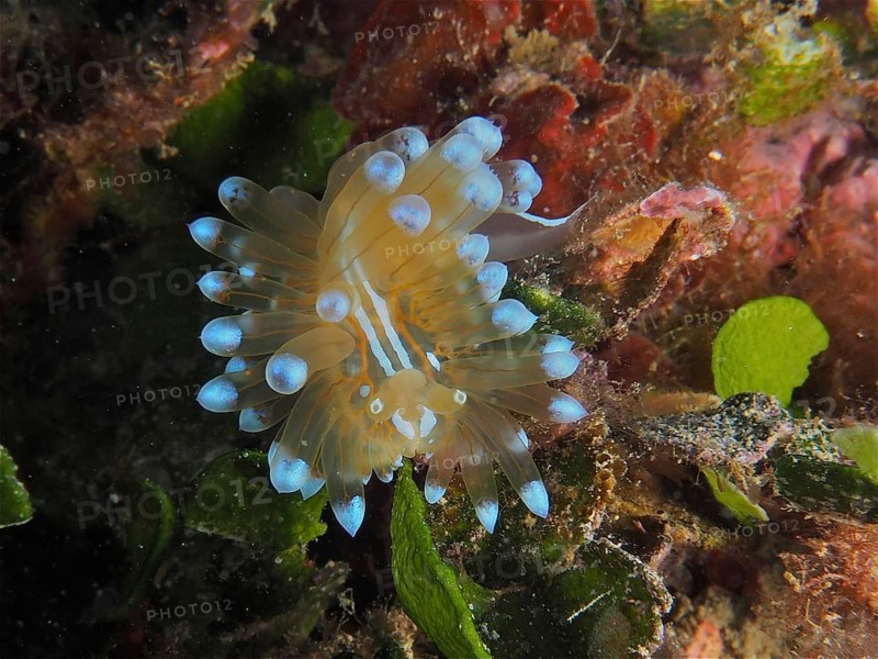 Striped thick-billed slug (Janolus cristatus), dive site Cap de Creus Marine Reserve, Rosas, Costa Brava, Spain, Mediterranean Sea, Europe