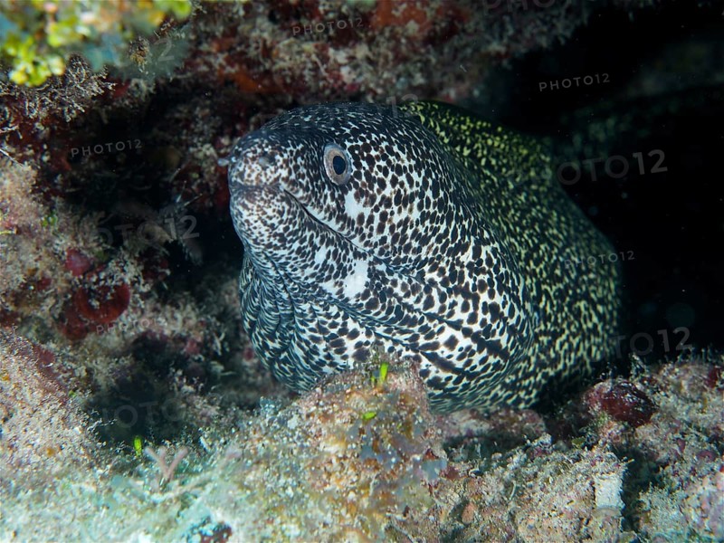 Spotted moray (Gymnothorax moringa), dive site John Pennekamp Coral Reef State Park, Key Largo, Florida Keys, Florida, USA, North America