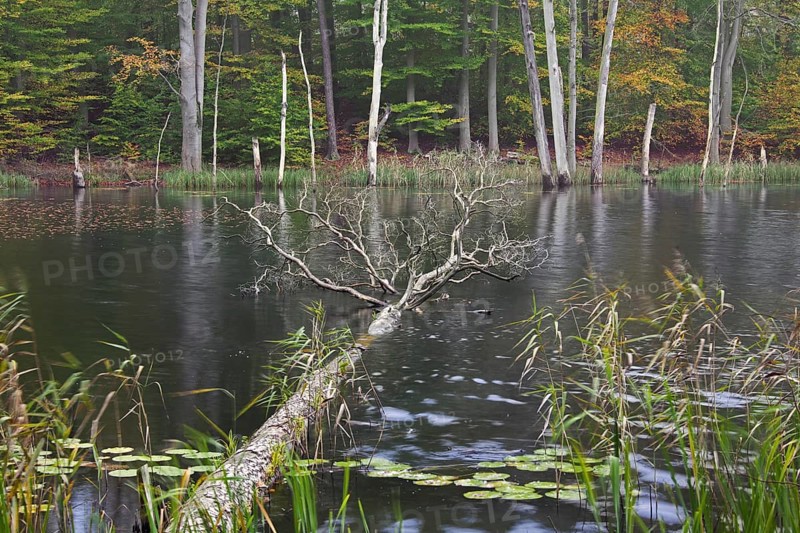 Schweingartensee in autumn, lake in the Serrahn Hills, Serrahner Berge, Mecklenburgische Seenplatte district in Mecklenburg-Vorpommern, Germany, Europe
