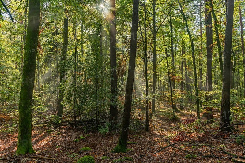 Rays of sunlight through the fog in a mountain forest in autumn. Vosges, Alsace, France, Europe
