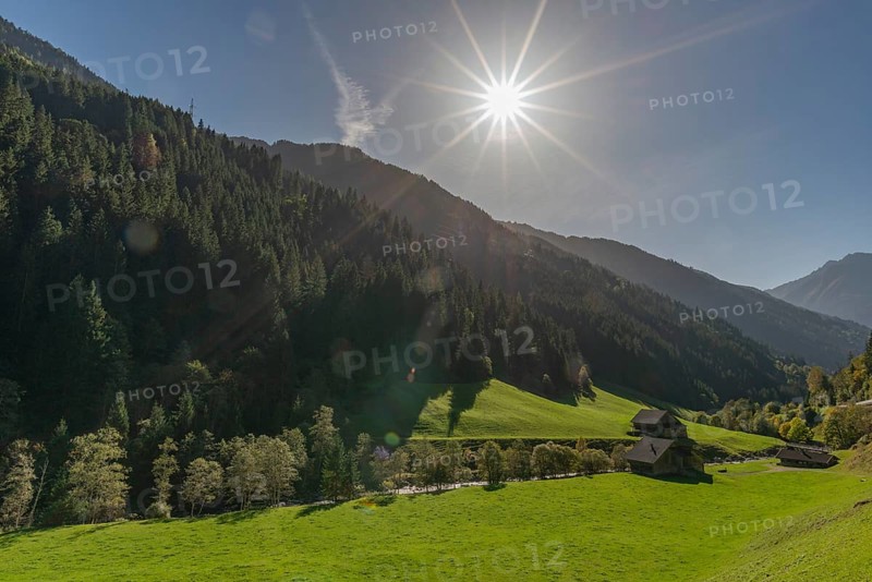 Agriculture, Alpine pasture in the Zillergrund valley, Ziller mountain stream, Alpine meadow, Zillertal Alps, mountain slope, coniferous forest, backlight, blue sky, Tyrol, Austria, Europe