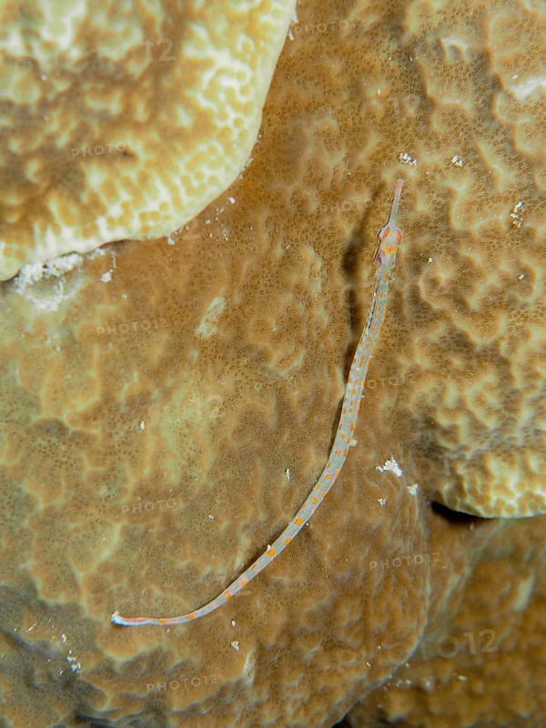 Black-breasted pipefish (Corythoichthys nigripectus) on stone coral. Dive site House Reef, Mangrove Bay, El Quesir, Red Sea, Egypt, Africa