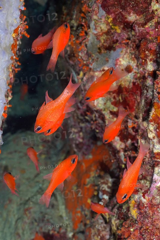 Shoal, group of cardinalfish (Apogon imberbis) in the Mediterranean Sea near Hyères. Dive site Giens Peninsula, Côte dAzur, France, Europe