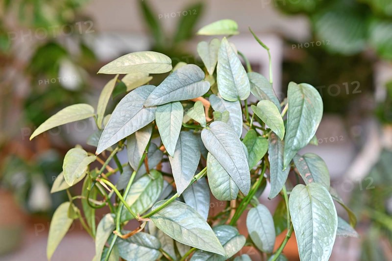 Tropical 'Epipremnum Pinnatum Cebu Blue' houseplant with silver-blue leaves in flower pot on table in living room