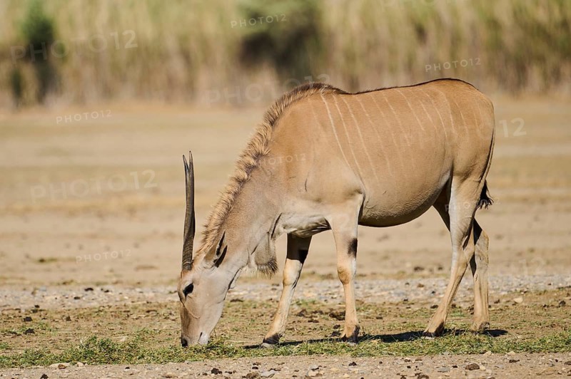 Common eland (Taurotragus oryx) standing in the dessert, captive, distribution Africa
