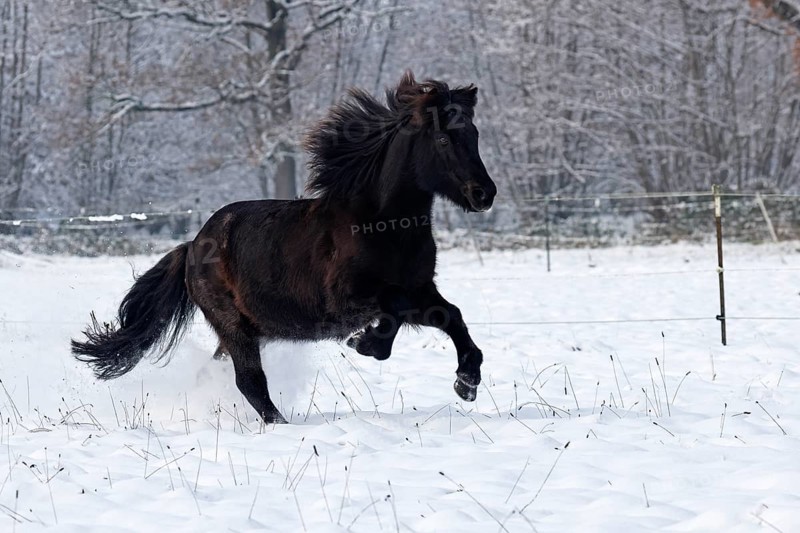 Icelandic horse (Equus islandicus) galloping over winter pasture in the snow, gelding, Schleswig-Holstein, Germany, Europe
