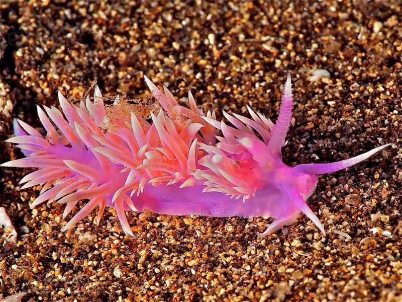 Purple thread snail (Flabellina affinis), dive site El Cabron marine reserve, Arinaga, Gran Canaria, Spain, Atlantic Ocean, Europe