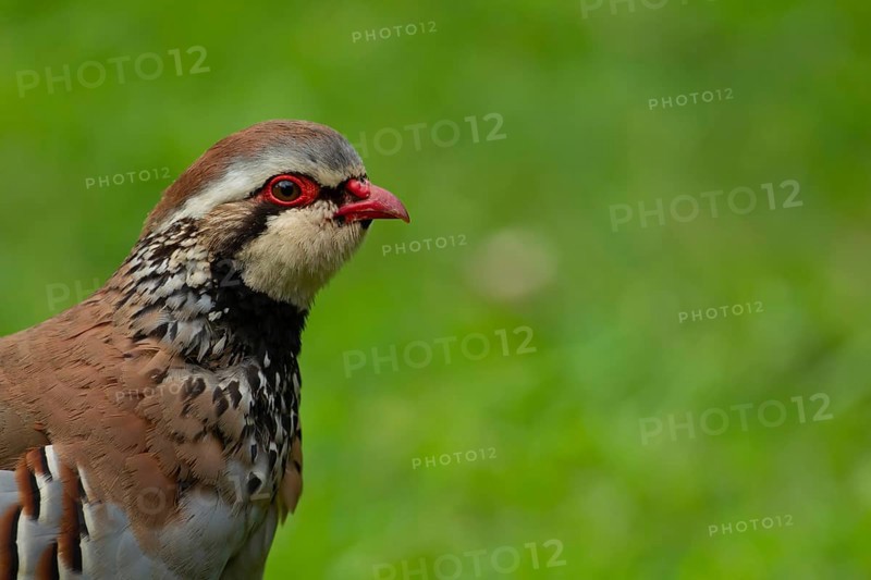 Red legged or French partridge (Alectoris rufa) adult bird head portrait, Norfolk, England, United Kingdom, Europe