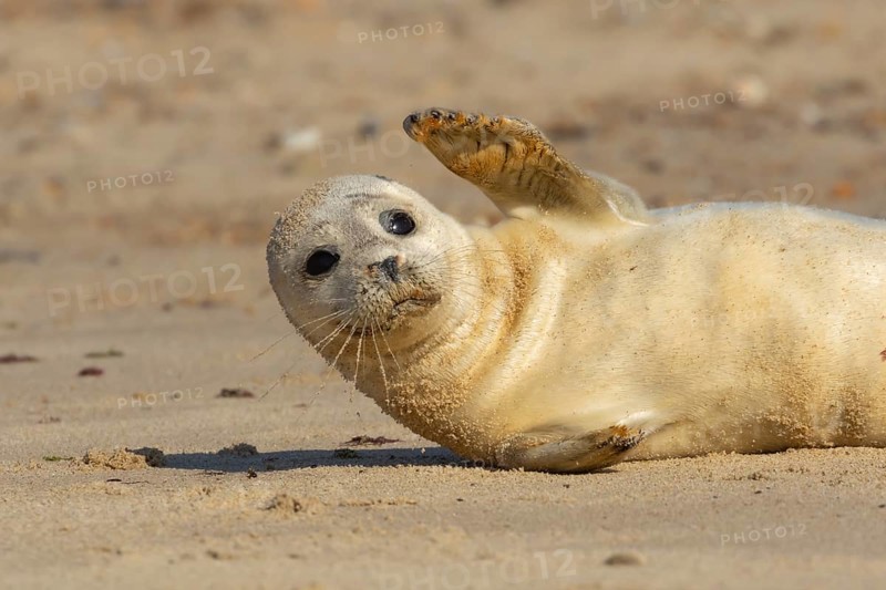 Common or Harbor seal (Phoca vitulina) juvenile baby pup waving its front leg on a sandy beach, Norfolk, England, United Kingdom, Europe