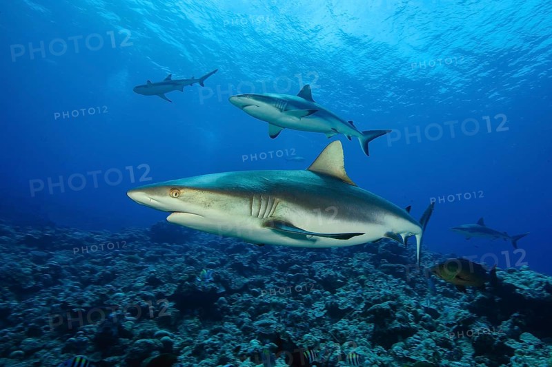 Group of grey reef shark (Carcharhinus amblyrhynchos) swimming over reef top of coral reef, Pacific Ocean, Caroline Islands, Yap Island, Yap State, Federated States of Micronesia FSM, Australia, Oceania